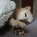 마곡M동물의료센터 이미지