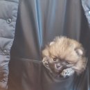 몽이묭실 이미지