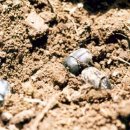 쇠똥구리 농장 이미지