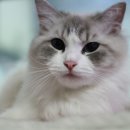 랙돌캐터리올리비아 네이버블로그