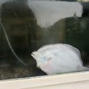 임곡회식당 이미지