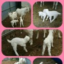 이순이농장 이미지