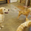 퍼펫 애견카페 이미지