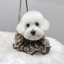 꼬야애견 이미지