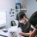 한국동물선진의료연구소동물심혈관신장센터