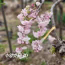 나무뜨락 이미지