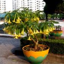 원평초교 이미지