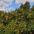 탁이농장 이미지