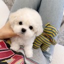 골든티스 네이버블로그