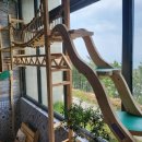 오션 캣 이미지