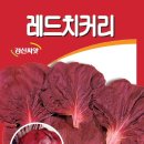 경신농약사 | 레드치커리 적경치커리/비타민이 풍부하게 함유된 채소 씨앗/경신종묘