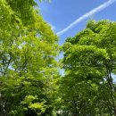 오리역.하나로마트 | 오리역 하나로마트 식물 화분,꽃 직거래 장터 후기 &lt;성남시 화훼농가 직거래 장터 3.1~5.9&gt;