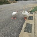 마루펜션&리조트 이미지