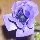 아네모네 이미지