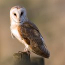 가면올빼미 [Barn Owl] 이미지