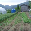 내린천 주말농장 이미지