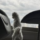 이룸외과동물병원 이미지