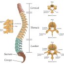 근육다짐 이미지