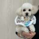 오구오구 펫살롱 이미지