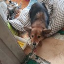 강아지 세상 이미지