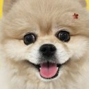 우리 펫 살롱 이미지