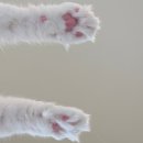 나만고양이없어 | 별내별가람역 고양이 카페 추천 &#34;나만 없어 고양이&#34; 찐 후기 내돈내산