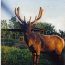 가좌사슴 이미지