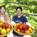 플럼
