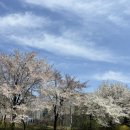 탄천 | 분당 오마카세ㅣ스시소라 정자점 런치 후기, 탄천 데이트코스 오만원의 행복