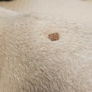 양이주택 게스트하우스 | 신림아이랑 실내데이트 미묘고양이 냥이주택