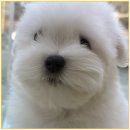 꼬숑