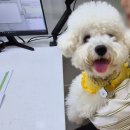푸른동물병원 | 안양 동물병원 강아지알러지검사 : 안양 푸른힐동물병원 ♩ 강아지 251종 알러지 검사 후기