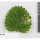 농부의 열매 | 밤새 딸기를 지키는 농부의 작은 등불, 그리고 파밤나방과의 전쟁