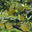 충북농장 이미지