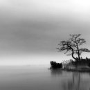 심화(心花) 이미지