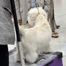 세화미용 | 2026 수원메쎄 도그쇼 관람 후기