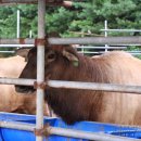 우리사슴목장 이미지