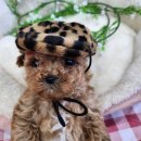 내 품안의 반려견(강서점) 이미지