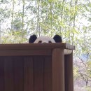 세컨하우스에 나타난 아기덤보🐘 루이바오💜 이미지