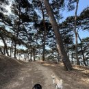 다둥 반려견 호텔 유치원 이미지