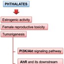 Re: Carcinogenetic mechanisms of endocrine disruptors in female cancers (Re 이미지