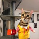 이자매펫미용원 이미지