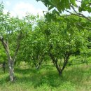 고산농장 이미지