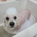 밥푸라 이미지