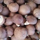 참나무(원목) 표고버섯. 하품.비품.(17-54 휴대폰작성) 이미지
