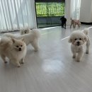 상큼하개 이미지