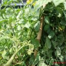 도현이네 농장 이미지