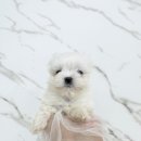 광주애견경매장 | 광주말티즈분양 너무 소중한