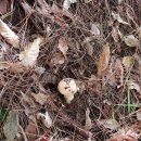 송이버섯보다 더 귀한 서리버섯 이미지