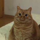 오렌지치즈